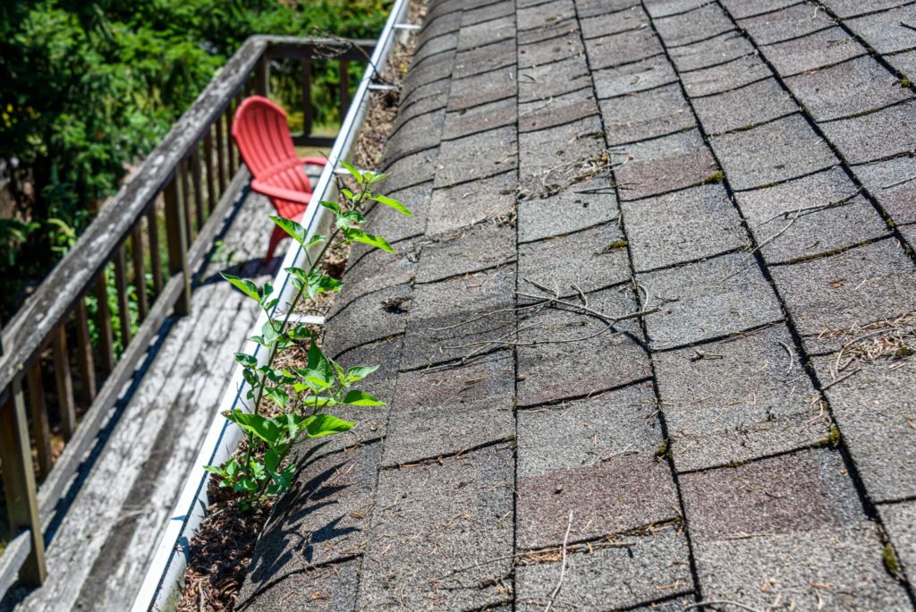 Old gray and red shingle roof with moss & trees growing through and around the shingles and from the gutter.